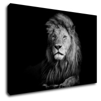 Impresi Obraz Lev černobílý - 60 x 40 cm