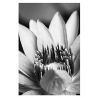 Fotografie Flower close up, Studio Collection, 26.7x40 cm