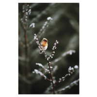 Fotografie Cute Robin, Treechild, 26.7 × 40 cm