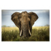 Fotografie Encounters in Serengeti, Alberto Ghizzi Panizza, 40 × 26.7 cm