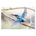 Fotografie Lovely Kingfisher  diving to catch, d3_plus D.Naruse @ Japan, (40 x 26.7 cm)