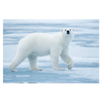 Fotografie Polar Bear, Svalbard, Norway, Paul Souders, 40x26.7 cm