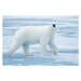 Fotografie Polar Bear, Svalbard, Norway, Paul Souders, 40 × 26.7 cm