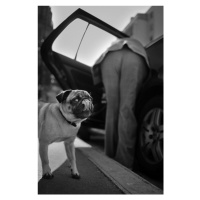 Fotografie Dog sees you, Christophe Debon, 26.7 × 40 cm