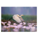 Fotografie Great Egret iflying in  water lily pond, tahir abbas, (40 x 26.7 cm)