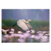 Fotografie Great Egret iflying in  water lily pond, tahir abbas, 40 × 26.7 cm