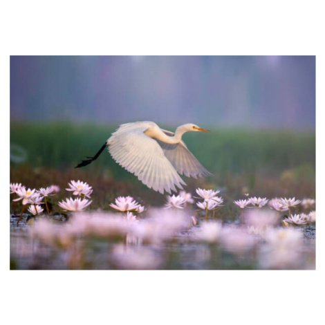 Plakát, Obraz - Great Egret iflying in  water lily pond, tahir abbas, 40 × 26.7 cm
