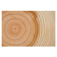 Fotografie Tree rings texture background, kyoshino, 40 × 26.7 cm