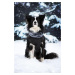 Vsepropejska Mansi zimní bunda pro psa s postrojem Barva: Modrá, Délka zad (cm): 83, Obvod hrudn