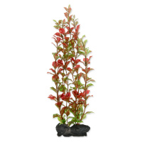 Tetra Ludwigia repens - Red Ludwigia 30 cm