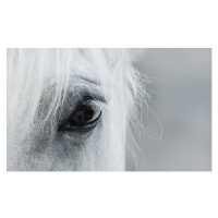 Fotografie Eye of white mustang, Abramova_Kseniya, (40 x 24.6 cm)