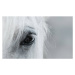 Fotografie Eye of white mustang, Abramova_Kseniya, 40x24.6 cm