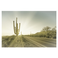 Fotografie SAGUARO NATIONAL PARK Setting Sun | Vintage, Melanie Viola, 40 × 26.7 cm