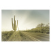 Fotografie SAGUARO NATIONAL PARK Setting Sun | Vintage, Melanie Viola, 40 × 26.7 cm