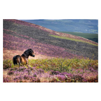 Fotografie Windswept Pony, Exmoor National Park, Somerset, UK, Martyn Ferry, (40 x 26.7 cm)