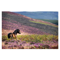 Fotografie Windswept Pony, Exmoor National Park, Somerset, UK, Martyn Ferry, 40 × 26.7 cm