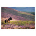 Fotografie Windswept Pony, Exmoor National Park, Somerset, UK, Martyn Ferry, 40 × 26.7 cm