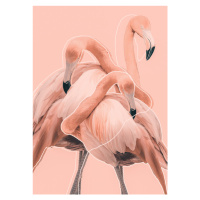 Ilustrace Flamingos nr. 1, Baard Martinussen, 30 × 40 cm