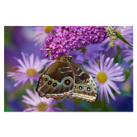 Fotografie Blue Morpho with wings closed and eye spots, Darrell Gulin, (40 x 26.7 cm)