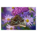 Fotografie Blue Morpho with wings closed and eye spots, Darrell Gulin, 40x26.7 cm