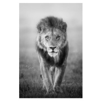 Fotografie Face to Face with Male Lion, Vicki Jauron, Babylon and Beyond Photography, 26.7 × 40 