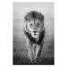 Fotografie Face to Face with Male Lion, Vicki Jauron, Babylon and Beyond Photography, 26.7 × 40 