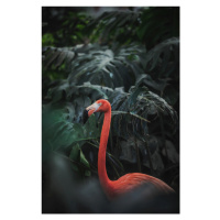 Fotografie Flamingo, Day vee, 26.7 × 40 cm