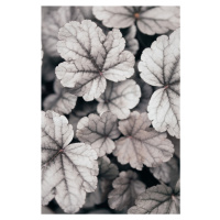 Umělecká fotografie Gray-pink Leaves, Studio Collection, (26.7 x 40 cm)