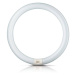 Philips G10q 22W 865 světelný kruh Master Circular TL-E