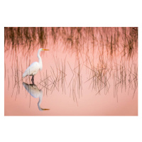 Umělecká fotografie Great Egret at Sunrise in a Pink Colored Marsh, Troy Harrison, (40 x 26.7 cm