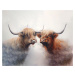 Obrazy na stěnu - Skotští býci Rozměr: 40x50 cm, Rámování: vypnuté plátno na rám