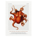 Obrazová reprodukce Deutsche Tiefsee Expedition Poster No.3 (Vintage Octopus) - Carl Chun, 30 × 