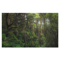 Fotografie Australian temperate rainforest jungle detail, Kristian Bell, 40x24.6 cm