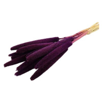 Sušina Babala barvená 10ks fialová 65cm