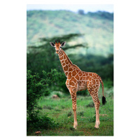 Umělecká fotografie Reticulated Giraffe, Serengeti Nat. Park, Tanzania, Art Wolfe, (26.7 x 40 cm