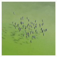 Fotografie Lake Eyre Aerial Image, Ignacio Palacios, 40 × 40 cm