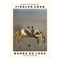 Fotografie Fiddler Crab (Barra Da Loga, Santa Catarina), (30 x 40 cm)