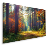 Plátno Podzimní Les V Ranním Slunci Varianta: 40x30