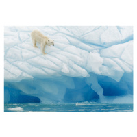 Fotografie Polar Bear, Joan Gil Raga, 40 × 26.7 cm