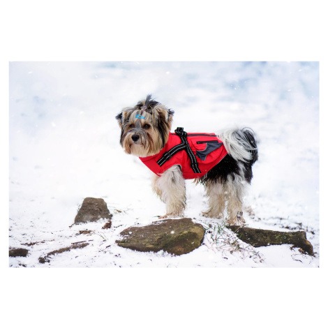 Vsepropejska Tandor zimní bunda pro psa s postrojem Barva: Červená, Délka zad (cm): 45, Obvod hr