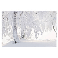 Umělecká fotografie Snow and frost on tree branches, Eerik, (40 x 26.7 cm)