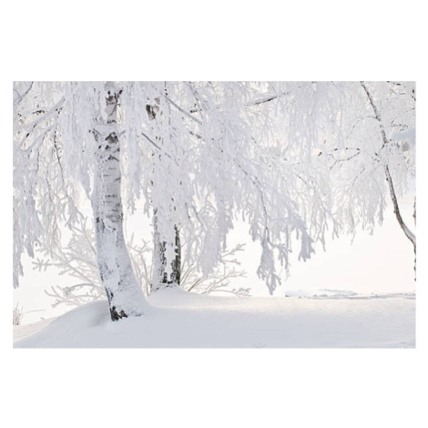 Fotografie Snow and frost on tree branches, Eerik, 40 × 26.7 cm