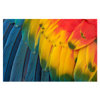 Fotografie Colorful Macaw Plumage, Tramont_ana, (40 x 26.7 cm)