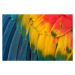 Fotografie Colorful Macaw Plumage, Tramont_ana, 40 × 26.7 cm