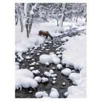 Fotografie Drinking in snow, Hua Zhu, 30 × 40 cm