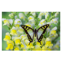 Umělecká fotografie Butterfly, Darrell Gulin, (40 x 26.7 cm)