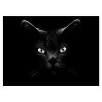 Fotografie Black Cat, Antonio Grambone, 40 × 30 cm