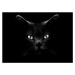 Fotografie Black Cat, Antonio Grambone, 40 × 30 cm