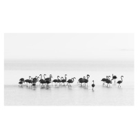 Fotografie Flamingos, JoanGil Raga, 40 × 22.2 cm