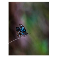 Fotografie Blue Tiger butterfly, Traceydee Photography, (30 x 40 cm)